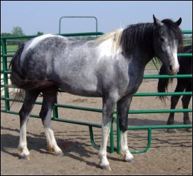 dark gray & white foxtrotter mare