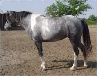 dark gray & white foxtrotter mare