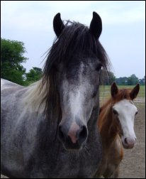 dark gray & white foxtrotter mare