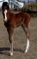 Sold - flashy sorrel filly, born 3-1-03, sired by Harvest Gold