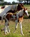 sorrel & white tovero filly, Born 4-16-02, sired by Jack's Absolute Power