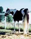 Click for black/white tovero stallion, DUSTY TRAVELER