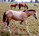 Sold - buckskin & white tobiano colt by Pure Luck