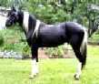 Click for homozygous black/white tobiano stallion, PURE LUCK