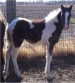 Sold Under Contract - Black & White stud colt, born 10-10-05, sired by Pure Luck