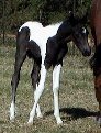 Sold - black & white filly, born 10-08-03, sired by Pure Luck