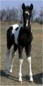 Sold - black & white tobiano stud colt, born 2-26-03, sired by Harvest Gold